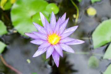 Topview of lotus flower