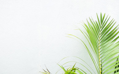 White wall and plant