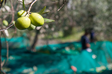 Olives on tree during harvest time