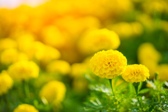 Beautiful Marigold Yellow flower, Colorful of marigolds on the plantation