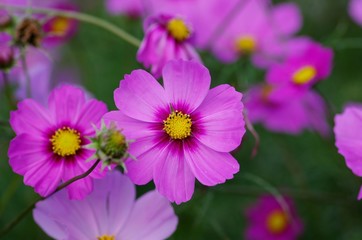 Obraz premium Cosmos