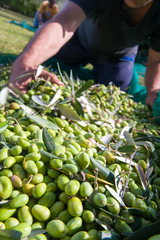 Olives on tree during harvest time