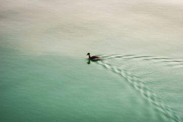 duck, morning sea, calm sea, floating duck on calm water