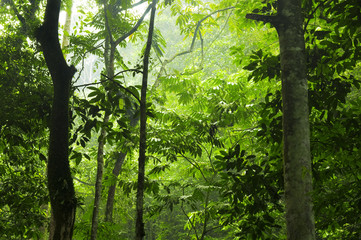 Obraz premium Poranek zielonego lasu