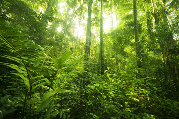 tropical rainforest landscape - obrazy, fototapety, plakaty