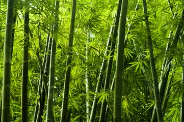 Gordijnen Aziatische bamboeboom © WONG SZE FEI