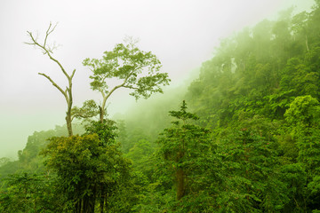 Obraz na płótnie Canvas Foggy green forest