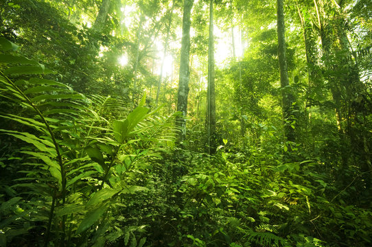 Fototapeta tropical rainforest landscape