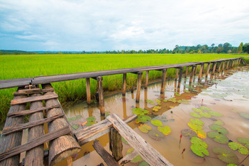 Wood bridge on green rice field