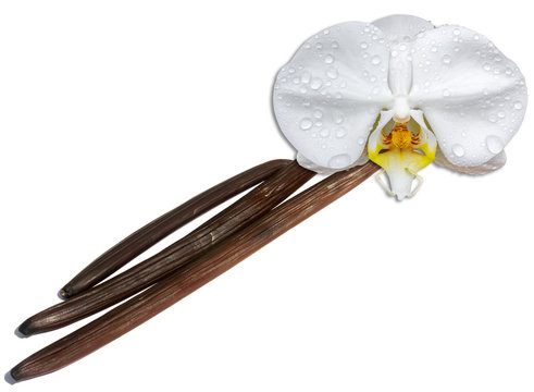  orchid&eacute;e sur gousses de vanille