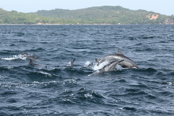 Delfine bei Trincomalee Sri Lanka im Indischen Ozean