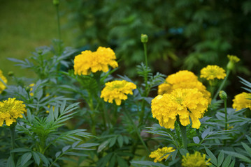 Marigold Flowers in the Field