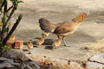 Hen with baby chickens chicks standing/running together on a farm, mother chicken protecting teaching baby chicken, finding food for her children, backgrounds, wallpaper