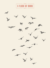 A flock of birds drawn vector illustration, sketch