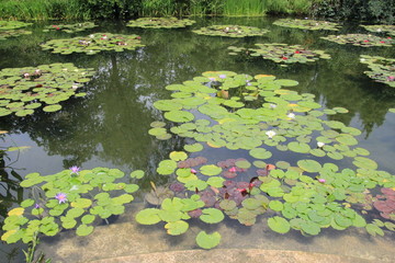 フランスジヴェルニー、モネの庭