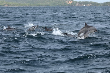 Delfine bei Trincomalee Sri Lanka im Indischen Ozean