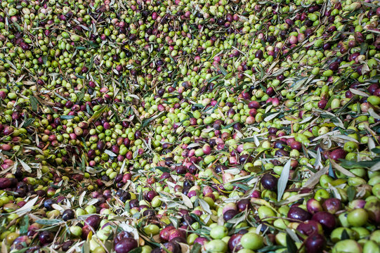 Olives on tree during harvest time