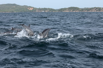 Delfine bei Trincomalee Sri Lanka im Indischen Ozean