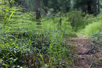 Cedar needles in Altai mountains, Russia