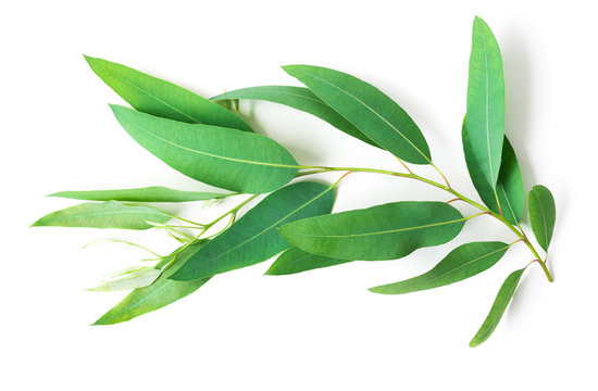 Branch and leaves of eucalyptus on white background