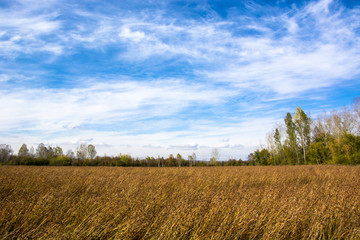 Fototapeta premium fields with crap