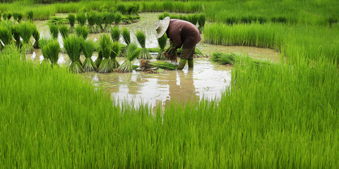 Field worker in rice field