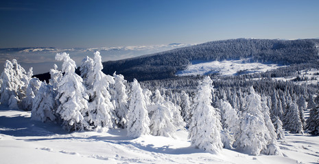 Fototapeta na wymiar Snow covered pine trees in the high mountains