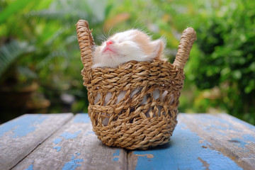 Cute red little kitten sitting in a basket surrounded by green outdoors