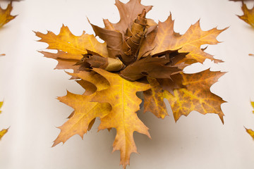 Букет из листьев дуба