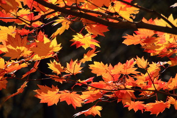 Autumn leaves of Sapporo park　