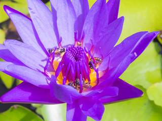 Closeup Purple Lotus flower with bee swarm on water surface