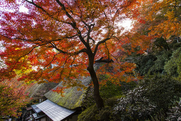 大興善寺の紅葉
