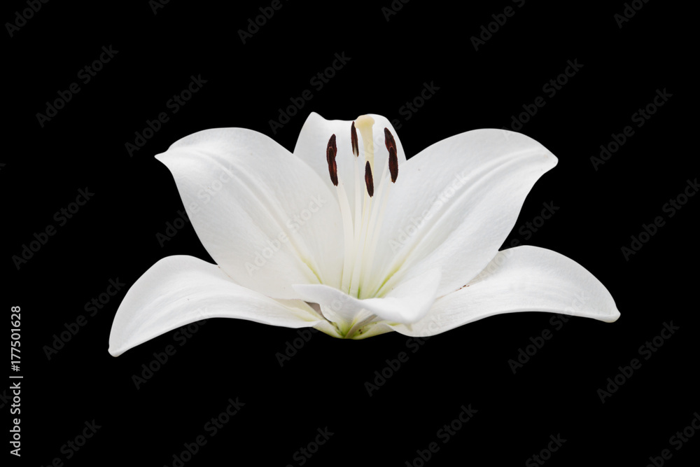 Canvas Prints lily flower isolated on black background - clipping paths