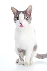 Funny cat with tongue