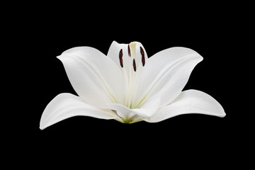 lily flower isolated on black background - clipping paths