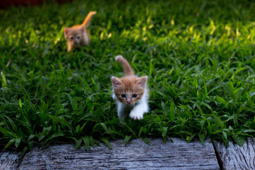 Cute little cats are playing in the backyard garden.