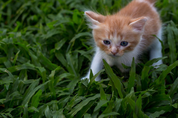 Cute little cats are playing in the backyard garden.