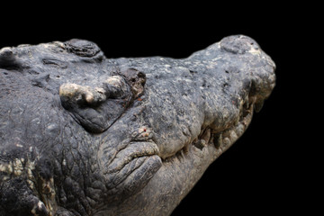 Fototapeta premium close up of a head crocodile