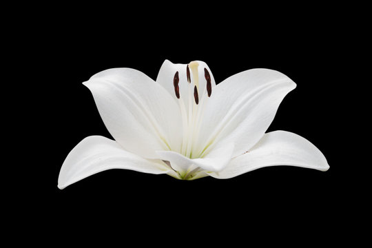 Fototapeta lily flower isolated on black background - clipping paths