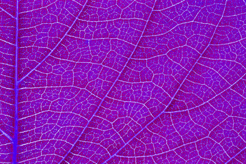 Fototapeta na wymiar Leaf texture or leaf background for graphic website template. spring beauty. environment and ecology idea concept design. Color effect picture.