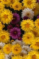 White, yellow and pink chrysanthemum in a flower shop