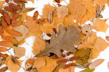 oak leaf on a background of yellow autumn leaves