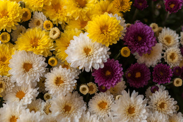 White, yellow and pink chrysanthemum in a flower shop