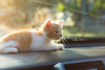 Cute little cats standing facing the light in the evening light.