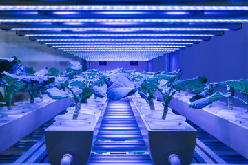 led agriculture © JYJ