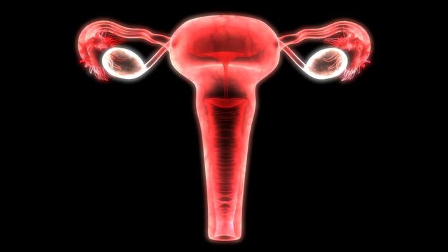 Female Reproductive System Anatomy