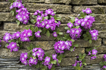 Primula allionii in a wall of old paving stones