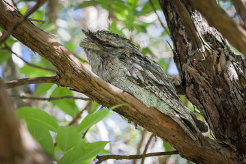 Tawny Frogmouth (Podargus strigoides) hiding in a tree
