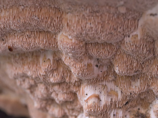 Close-up of under brown mushrooms on the wooden in the forest