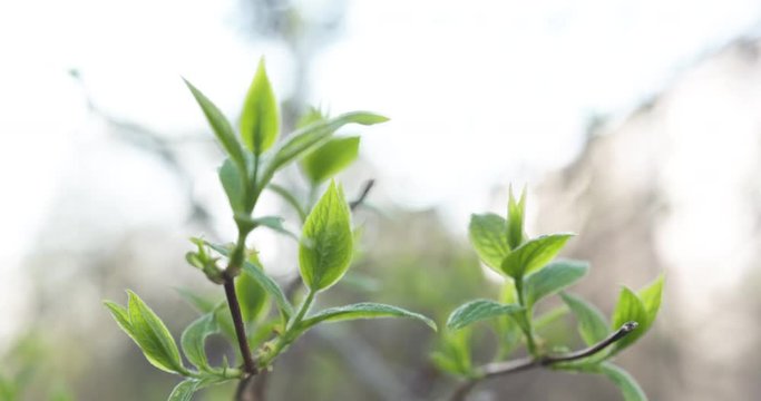 Slow motion focus pull of fresh jasmine leaves in spring